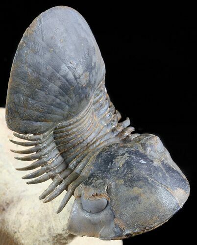 Flying Paralejurus Trilobite Fossil - Natural Work Of Art #49587